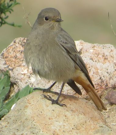 Solerantonio2 en Hamelin: Fauna  (Níjar), Phoenicurus ochruros (S.G.Gmelin, 1774), Colirojo tizon