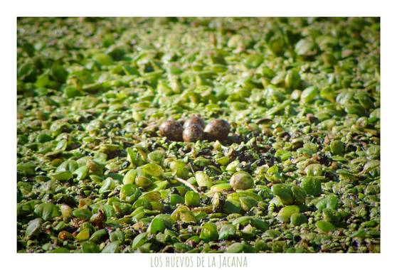 silviosarco en Hamelin: Fauna  (General Viamonte), Nido de Jacana sobe lentejas de agua, a nivel del agua. 