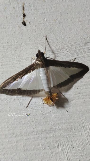 littleworld28 en Hamelin: Fauna  (Medellín), Diaphania hyalinata (Linnaeus, 1767), #bugs #butterfly #insectos #colombia 