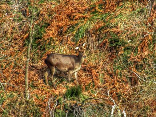 mariale en Hamelin: Fauna, Cervus elaphus
#Asturias 
Ciervos, venados 💚
