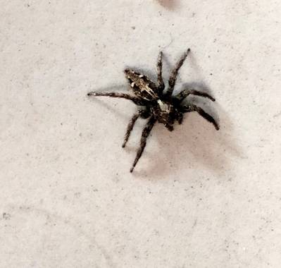 Solerantonio2 en Hamelin: Fauna  (Almería), Araña en la acera