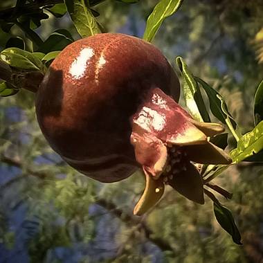 Navarroarevalomariateresa en Hamelin: Flora  (Viesca), Y las flores más fuertes formarán deliciosos frutos!