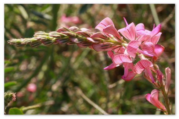 barbanegra707 en Hamelin: Flora  (Esplugues de Llobregat), #Pipirigallo
