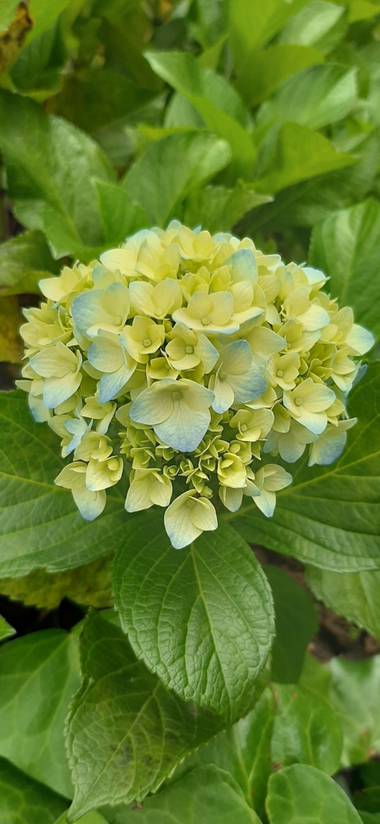 Ivancaicedo11 en Hamelin: Flora  (Bogotá, D.C.), Hydrangea macrophylla, #flora 21