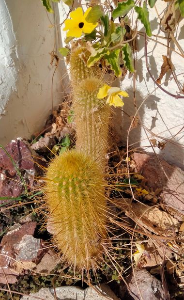 Solerantonio2 en Hamelin: Flora  (Níjar), Cactus