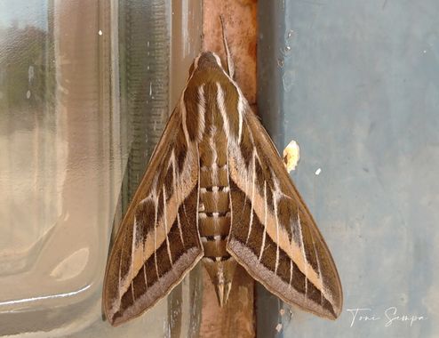 Toni Sempa en Hamelin: Fauna  (Huelva), Hyles lineata Fabricius, 1775, #cumplehamelin #huelva #polilla #insectos 