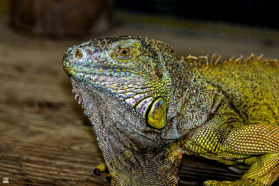 Acorazado3000 en Hamelin: Fauna  (Benalmádena), Iguana, recuerdos prehistoricos






#fotografiacarloscalvo #saurópsidos #iguana #reptil #reptiles #mascot...