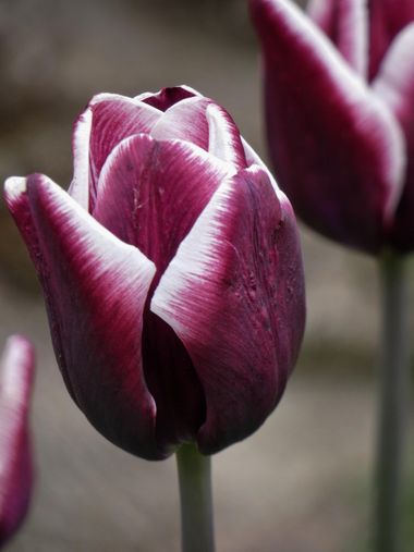 mariale en Hamelin: Flora, 📸 #marialemdza
#primavera2022 #spring2022 #tulipanes #tulipan #flores #flowers #flower #flor #ProvinciaDeLeón #Babia  #Comarca...
