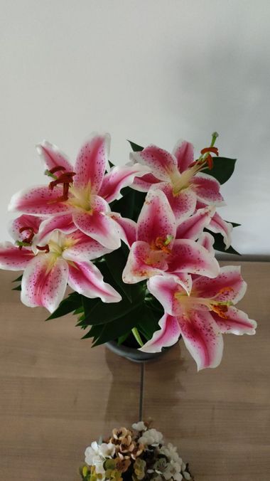 fernandezboix en Hamelin: Flora, Lilium bulbiferum, #