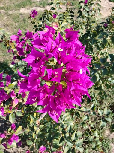Solerantonio2 en Hamelin: Flora  (Carmona), Bougainvillea glabra, Planta
