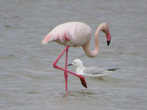 Solerantonio2 en Hamelin: Fauna  (Níjar), Phoenicopterus roseus Pallas, 1811, Flamenco comun