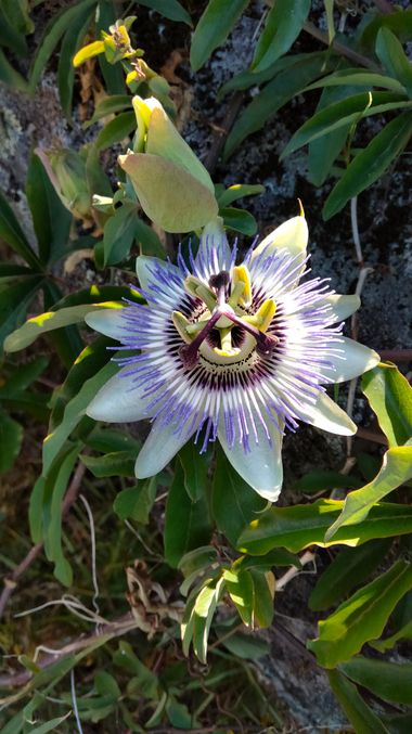 Solerantonio2 en Hamelin: Flora  (Pontevedra), Passiflora caerulea, Planta