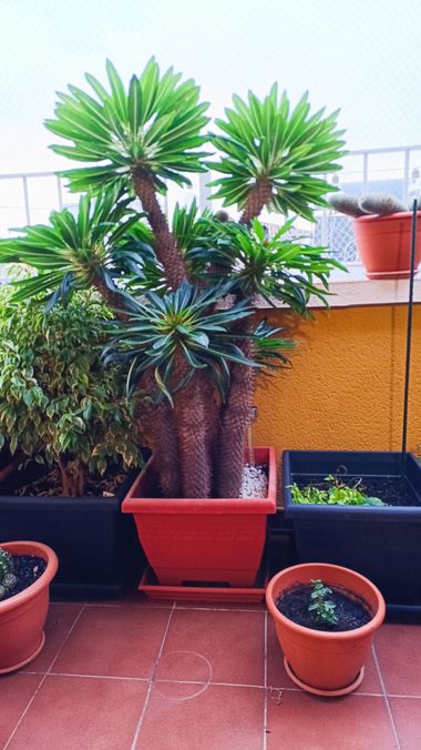 fernandezboix en Hamelin: Flora, Pachypodium lamerei, #cactus 