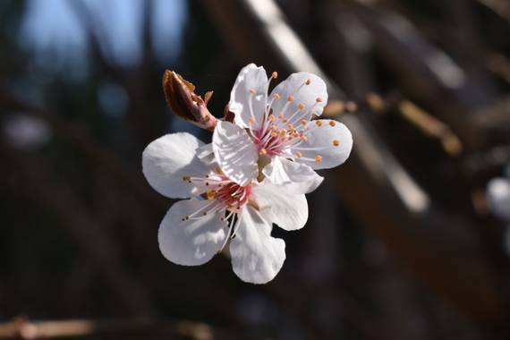 Anna_beit9 en Hamelin: Flora, Prunus cerasifera, Tan simple como una flor