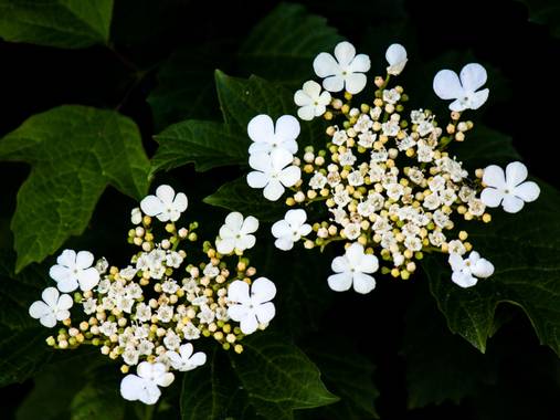 Mistela17 en Hamelin: Flora, Viburnum opulus, #flora21 