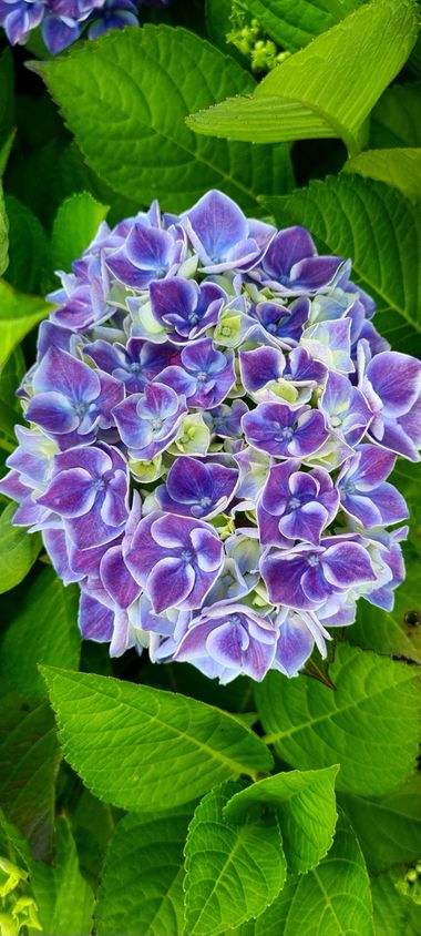ana1.armada en Hamelin: Flora, Hydrangea spp., #Hortensia 