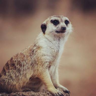 Ph.mary.enry en Hamelin: Fauna  (Río de la Plata), Suricata suricatta suricatta, Suricata en reserva natural Argentina 