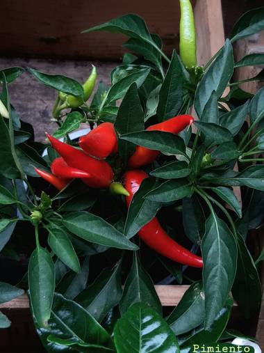 Mpinfante en Hamelin: Flora, Capsicum annuum, P