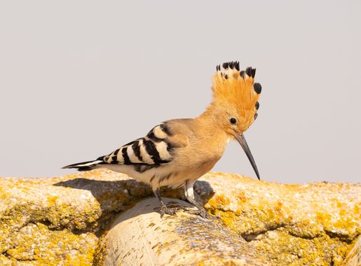 Mamusan965 en Hamelin: Fauna  (Quero), Upupa epops Linnaeus, 1758, @canonespana #canoneosr6 #canonespaña #birdwatching #birdphotography #birdsofınstagram #...