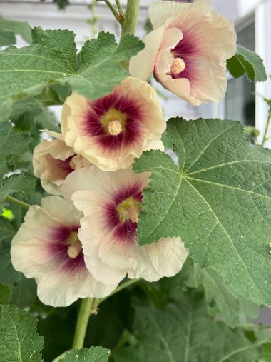Eudimer20 en Hamelin: Flora, #plants #flower