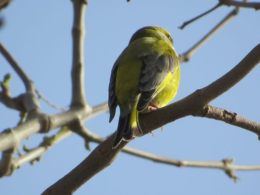 Solerantonio2 en Hamelin: Fauna  (Almería), Chloris chloris (Linnaeus, 1758), Ave