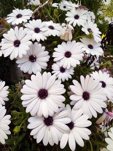 Ulricharrondo en Hamelin: Flora  (Posadas), Osteospermum ecklonis, #flowers #cordobaspain #flora21 