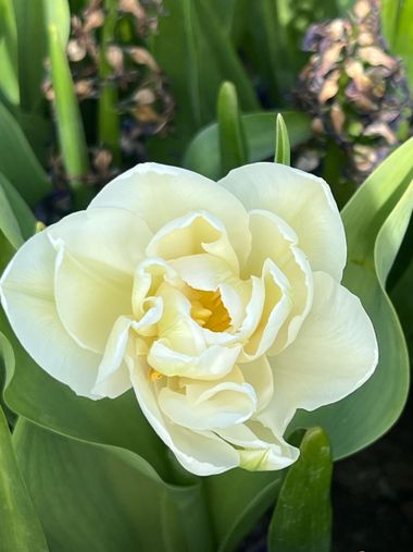 Eudimer20 en Hamelin: Flora, #flower