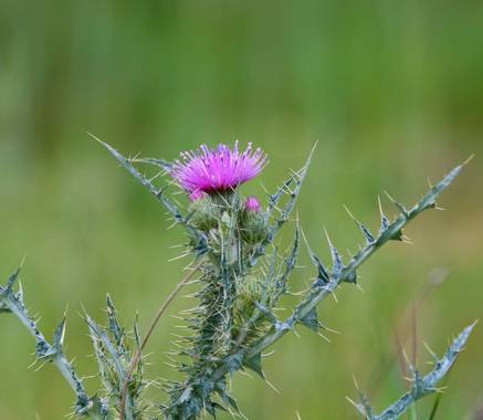 Nani en Hamelin: Flora  (Serradilla del Llano)