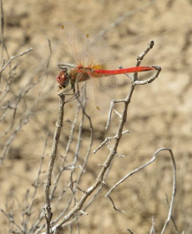 Solerantonio2 en Hamelin: Fauna  (Níjar), sympetrum fonscolmbii, Libélula roja