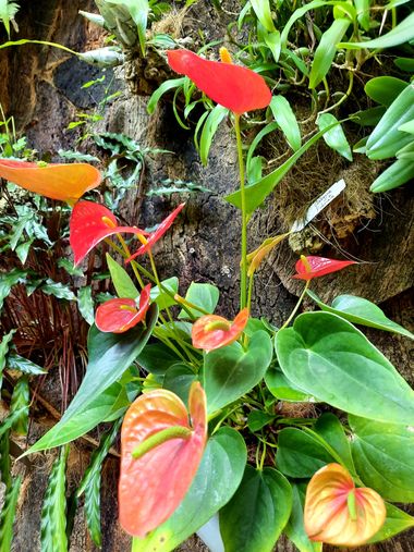 Naomi en Hamelin: Flora  (Estepona), Anthurium scherzerianum, #flores#CumpleHamelin