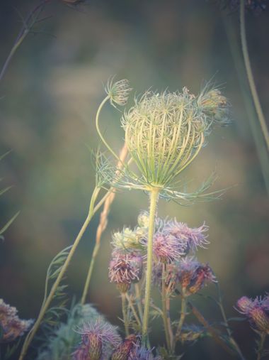 mariale en Hamelin: Flora, Daucus carota, 📸 #marialemdza
jueves, 08/09/2022
#Asturias #PrincipadoDeAsturias
#flores #floressilvestres #flowers 
#Naturale...