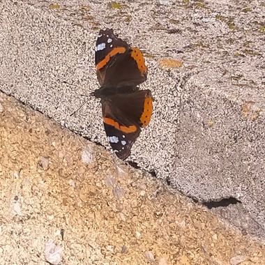 Ifree120874 en Hamelin: Fauna  (La Puebla de Almoradiel), Bellissima