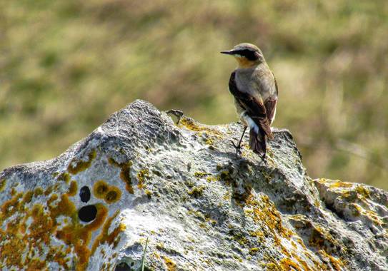 mariale en Hamelin: Fauna, Oenanthe oenanthe (Linnaeus, 1758), #Asturias 