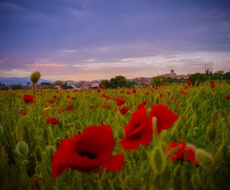 rqsalcedo en Hamelin: Paisaje  (Villamanta), #amapolas 