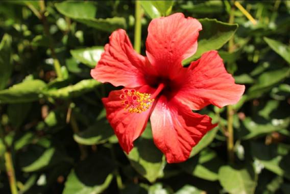cimadevilla.amaia en Hamelin: Flora, Hibiscus rosa-sinensis, Hermosa flor rosa china 