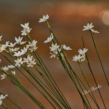 silvia_lonco en Hamelin: Fauna, Clavel silvestre 