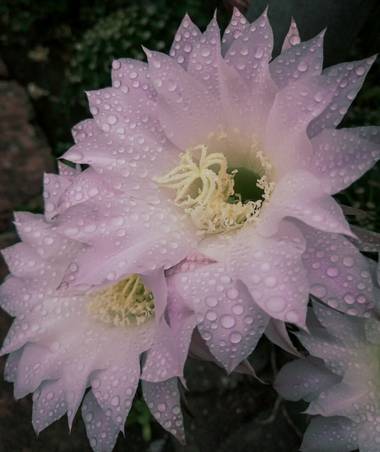 oceancost en Hamelin: Flora, Echinopsis oxygona, #florachilena #echinopsis💮
