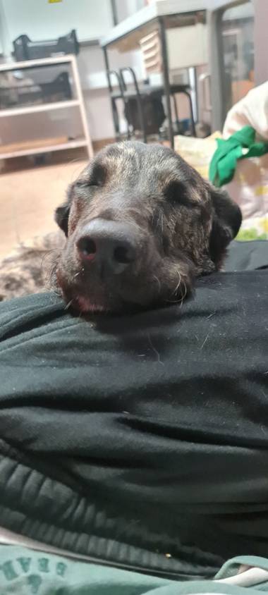 rdmonsalve en Hamelin: Fauna  (Puerto del Rosario), Más cómoda no lo puedo decir. En mi trabajo consiguió su almohada...mi pierna y no me atrevo a desperta...