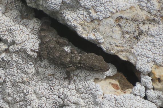 Solerantonio2 en Hamelin: Fauna  (Almería), Reptil salamanquesa