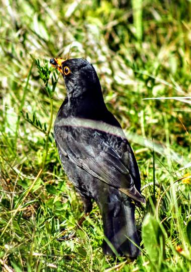 Jomacaes70 en Hamelin: Fauna  (Cartaya), Turdus merula Linnaeus, 1758, #aves 