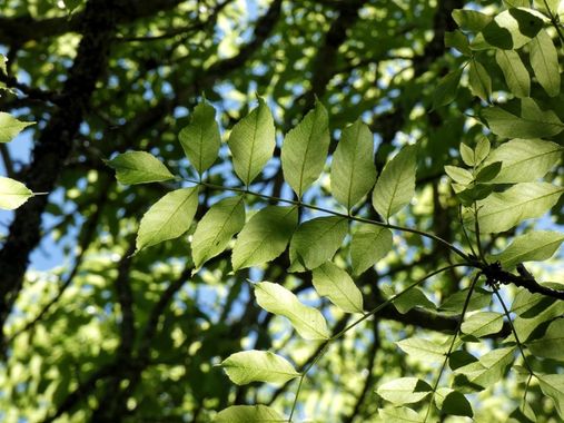 mariale en Hamelin: Flora  (Caso), Fraxinus ornus, 📸 #marialemdza
💚 🌿🌸🌿💚
 #Fresno #HojasDeFresno #hojas #leaves 
#Naturaleza #BellezaNatural 
#Asturi...