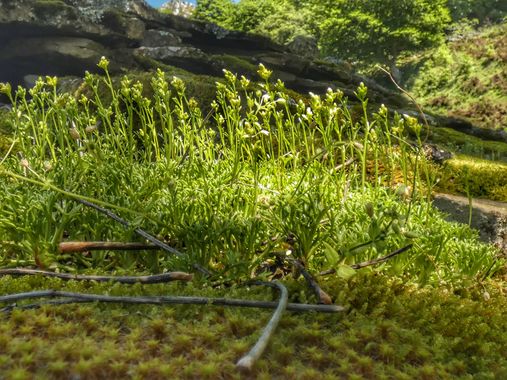 mariale en Hamelin: Flora  (Caso), 📸 #marialemdza
💚 🌿🌿💚

#Naturaleza #BellezaNatural #paisaje 
#Asturias  #Montaña #forest #bosque #ParaísoNatural #ve...