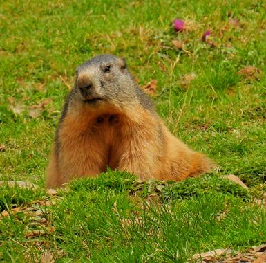 Georginaag en Hamelin: Fauna  (Queralbs), Marmota marmota (Linnaeus, 1758), #marmota #fauna 
