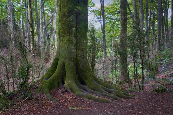 isidorogomez53 en Hamelin: Paisaje  (Sant Pere de Torelló), Bosque de la Grevolosa .  Uno de los bosques  de hayas  más bonitos y  pequeños que te  puedes ...