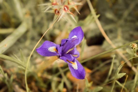 Cris Cabrera en Hamelin: Flora, Moraea sisyrinchium, #flora21 #hamelinflora #hamelin #flower #plant #nature #naturaleza #plantas #biodiversity #biodiversi...