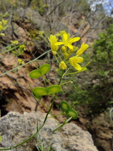 aidalzira en Hamelin: Flora  (Villahermosa del Río), Habita, en taludes, fisuras de rocas y zonas baldías.
#flora #floressilvestres 