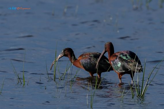 isidorogomez53 en Hamelin: Fauna  (Castelló d'Empúries), Plegadis falcinellus (Linnaeus, 1766), Creo que son  dos machos de Morito comun tal como me sugiri...