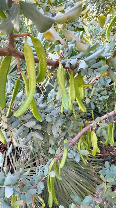 Solerantonio2 en Hamelin: Flora  (Avenida del Mediterráneo), Ceratonia siliqua, Árbol de algarrobas