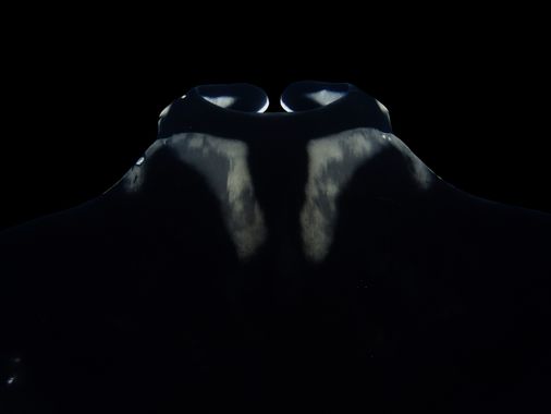 Palo Ortega Sánchez  en Hamelin: Fauna  (Manzanillo), Manta birostris (Walbaum, 1792), Night manta 2 🌒
