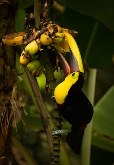 Zuffo.mariana en Hamelin: Fauna  (Cahuita), #tucan #animalsphotography #animales #fauna #frutasilvestre #flora #costaricagram 
